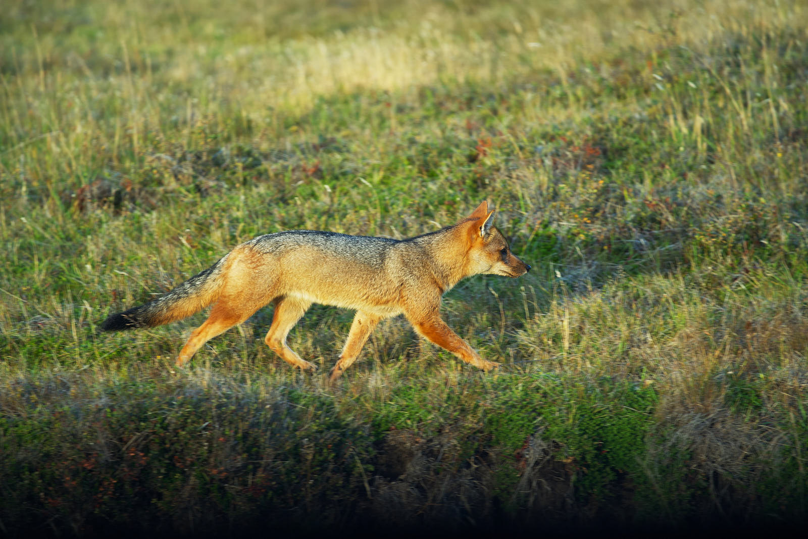 A fox makes a hasty retreat, Torres del Paine