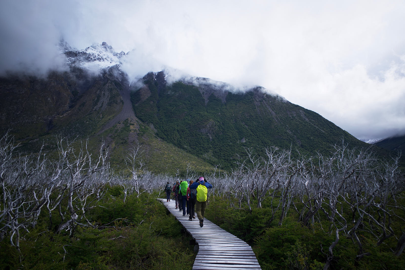 A ghostly forest in Torres del Paine