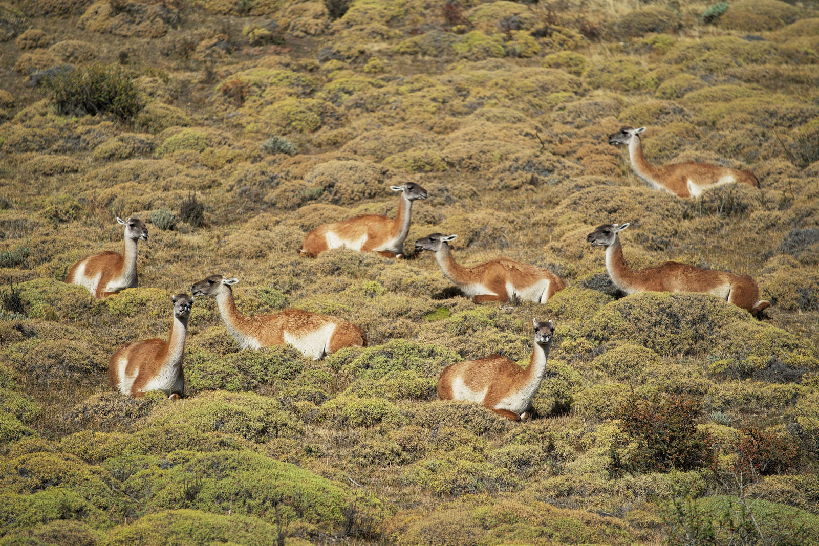 A herd of guanacos rests on a hillside, Torres del Paine