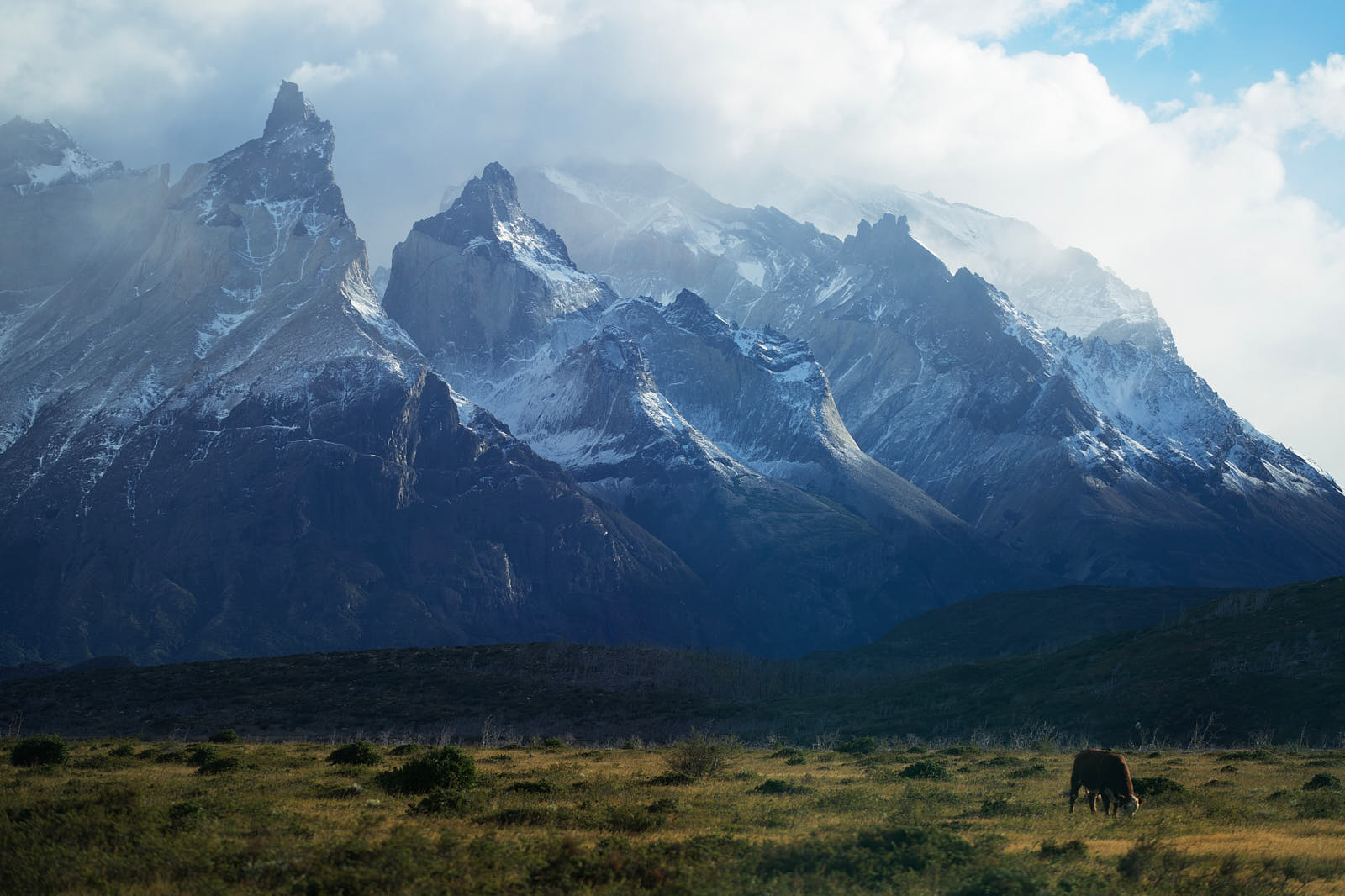 Cattle graze below the jagged peaks of Torres del Paine