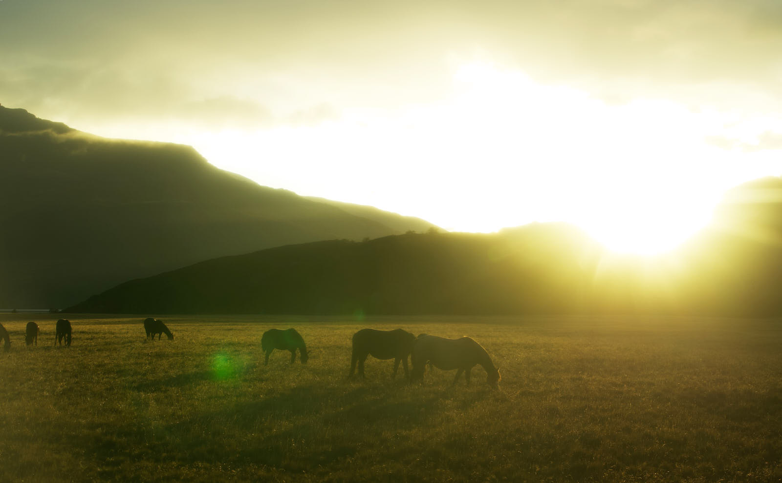 Horses graze at sunrise in Chilean Patagonia